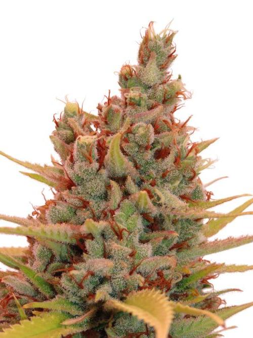 Amnesia CloneOnly LS DryAmend Run #1. Week 15