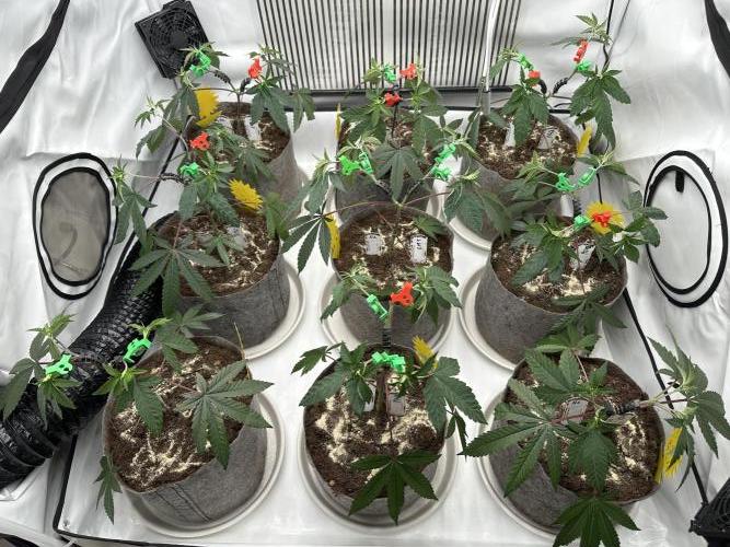 Easy Money Keeper Hunt LS Run #1. Week 4 - VEG DAY 25 just after repotting