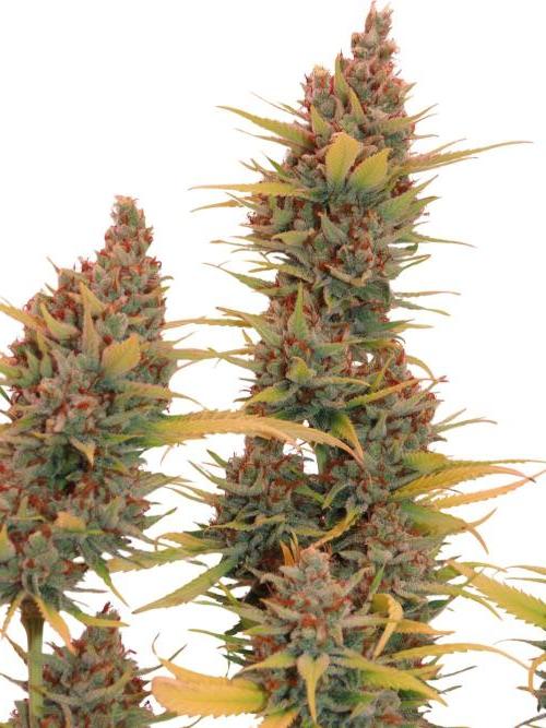 Amnesia CloneOnly LS DryAmend Run #1. Week 15