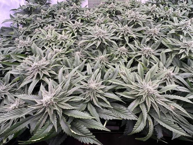 Papaya Cake CloneOnly LS DryAmend Run #1. Week 9