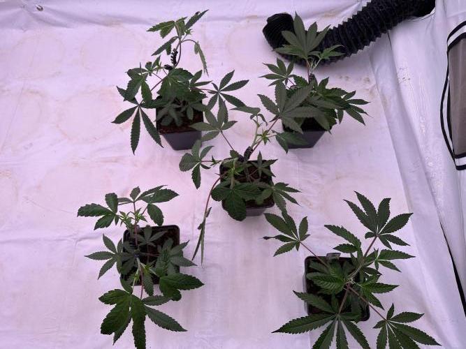 Blue Honey Keeper Hunt LS Run #1. Week 3 - VEG Day 20 After Topping