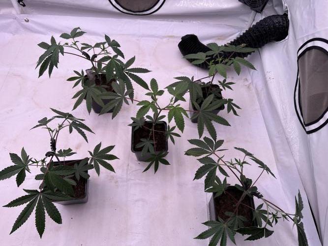 Easy Money Keeper Hunt LS Run #1. Week 3 - VEG Day 20 After Topping