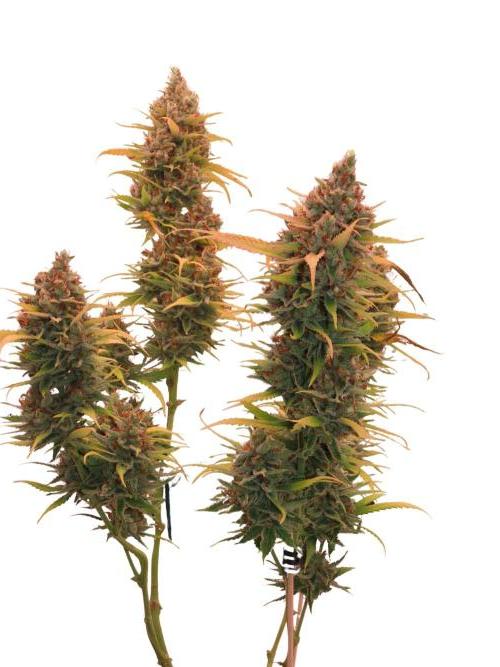 Amnesia CloneOnly LS DryAmend Run #1. Week 15