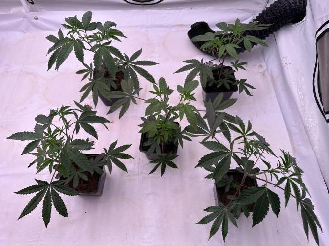 Easy Money Keeper Hunt LS Run #1. Week 3 - VEG Day 20 Before Topping