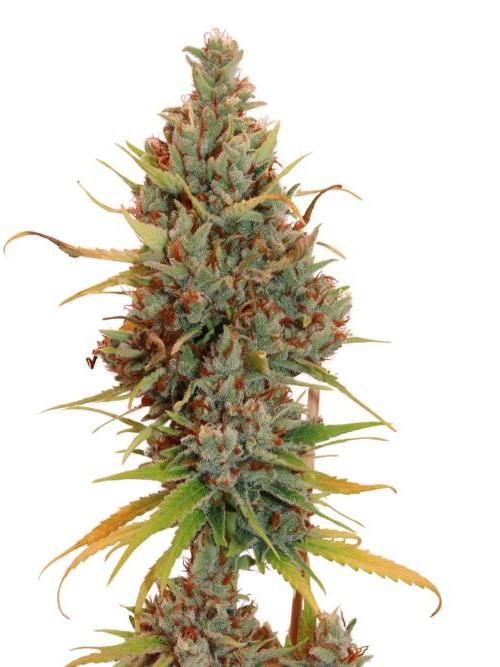 Amnesia CloneOnly LS DryAmend Run #1. Week 15