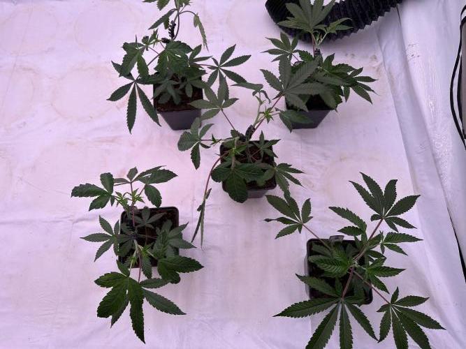 Blue Honey Keeper Hunt LS Run #1. Week 3 - VEG Day 20 After Topping