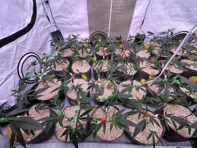 Amnesia CloneOnly LS DryAmend Run #1. Week 5 - VEG DAY 30 just after repotting