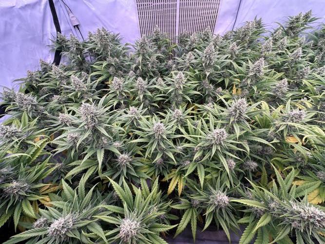 Amnesia CloneOnly LS DryAmend Run #1. Week 12 - FLO DAY 43