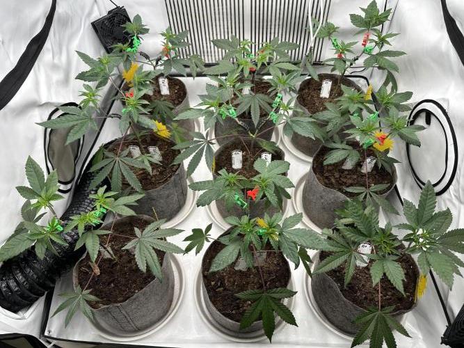 Blue Honey Keeper Hunt LS Run #1. Week 4 - VEG DAY 26 a day after repotting