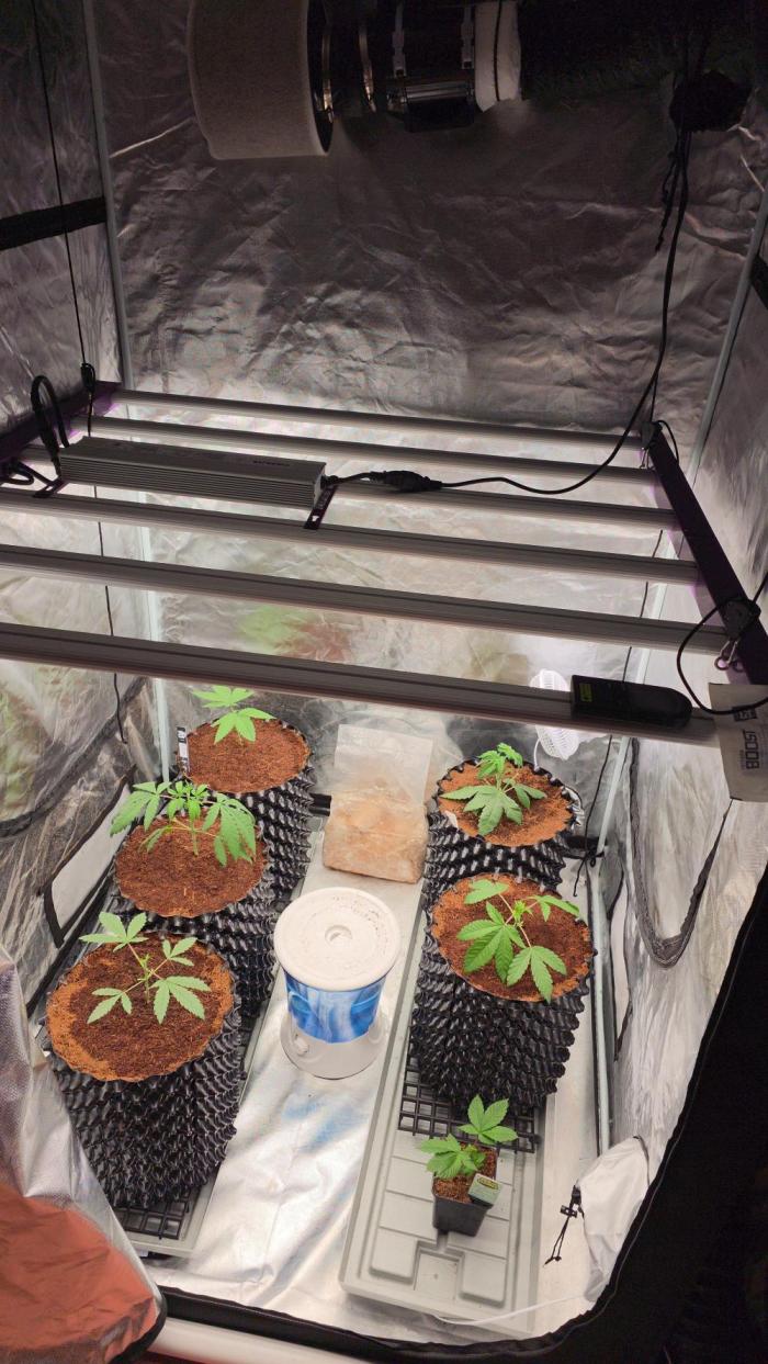 First grow 🤘. Week 3