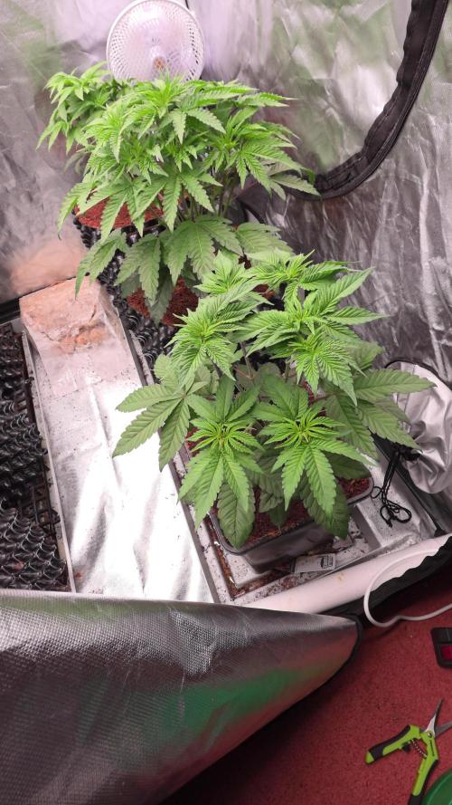First grow 🤘