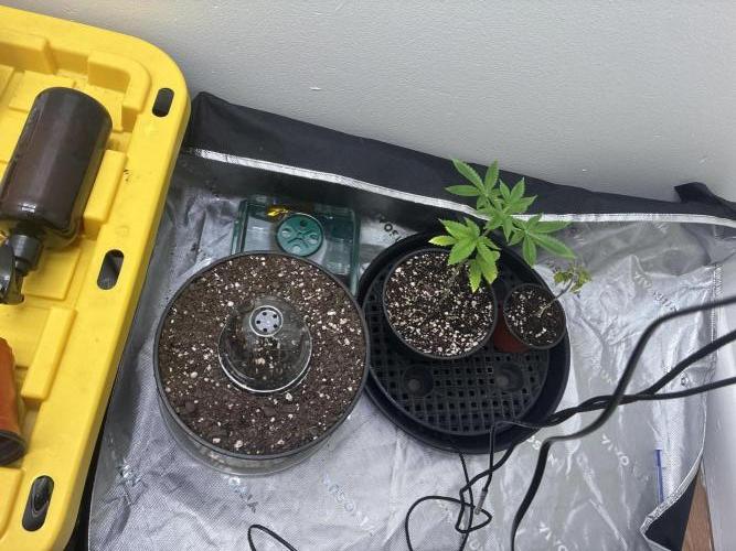 Elevated Grow. Week 0