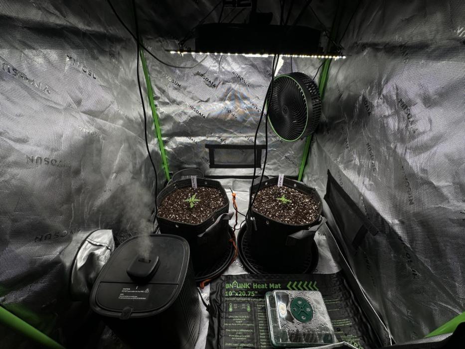 Second grow. Week 1