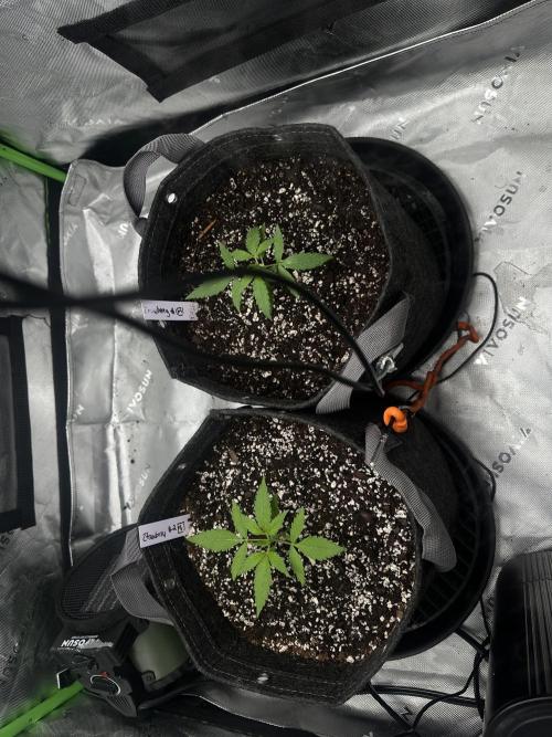 Second grow. Week 2