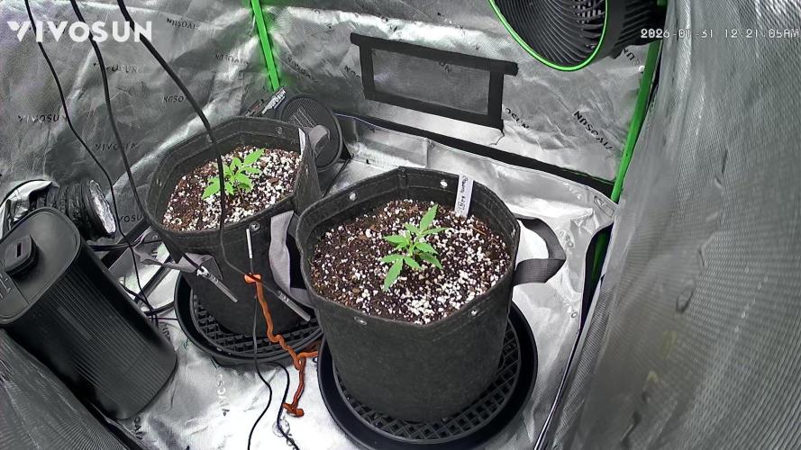 Second grow. Week 2