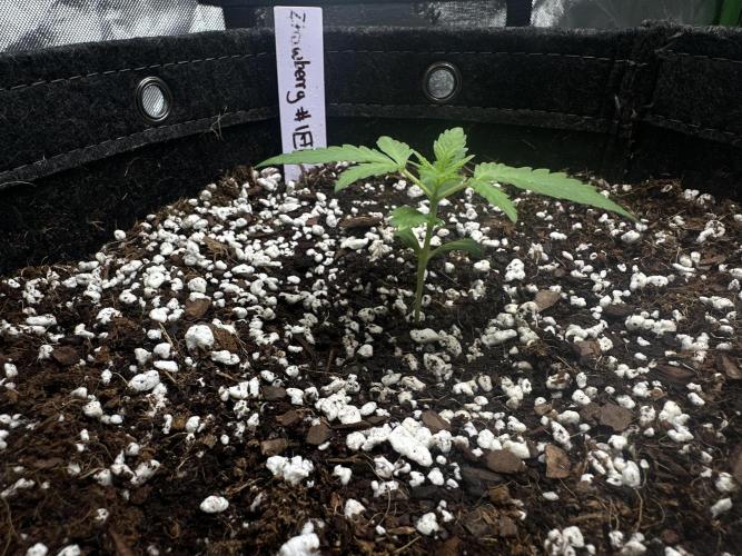 Second grow. Week 3