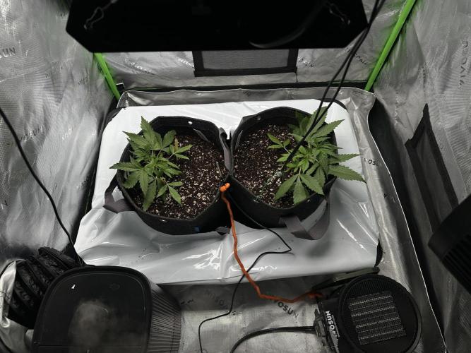 Ztrawberriez Auto. Week 4