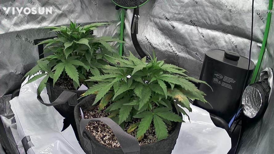 Ztrawberriez Auto. Week 6