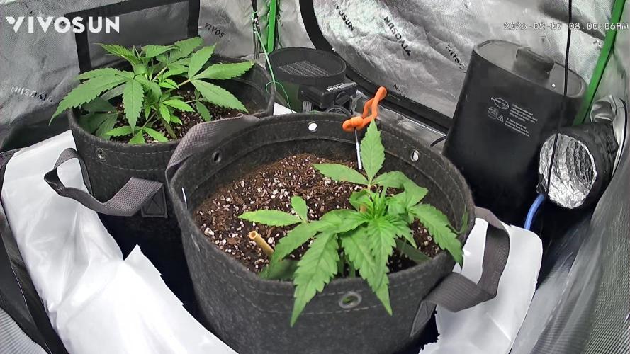 Second grow. Week 4