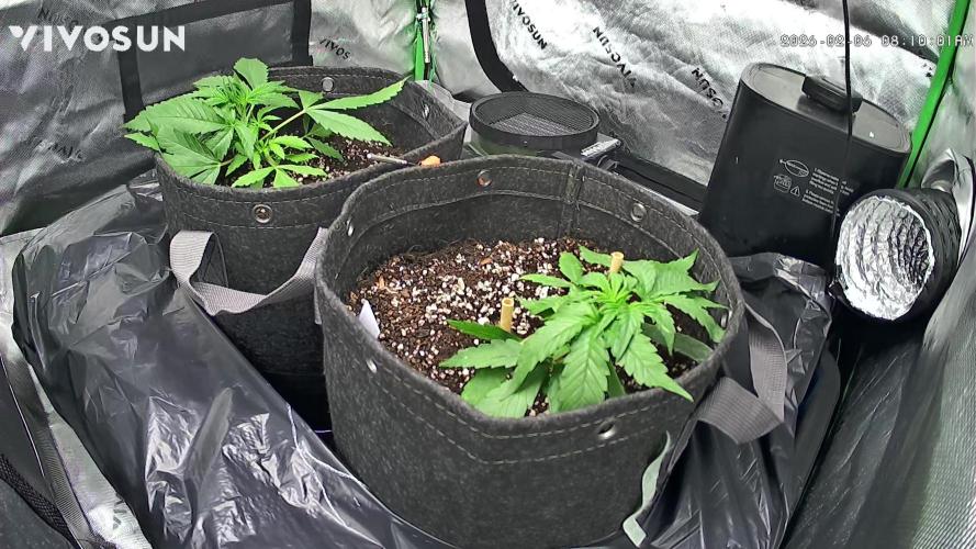 Second grow. Week 4