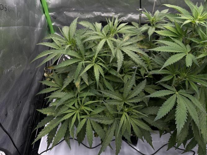 Second grow. Week 6