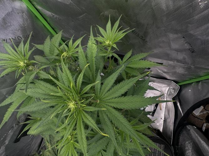 Second grow. Week 6