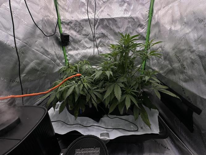 Second grow. Week 6