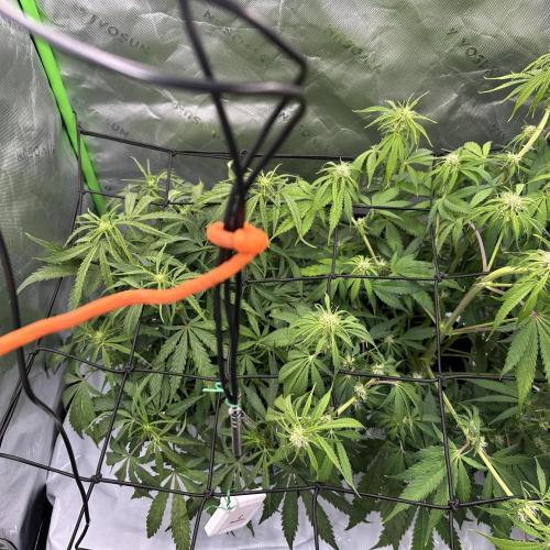 Ztrawberriez Auto. Week 8
