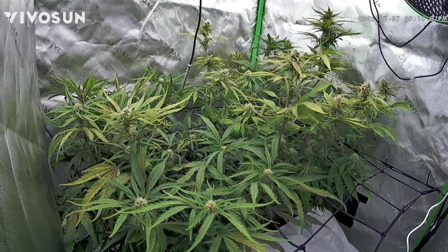 Second grow. Week 8