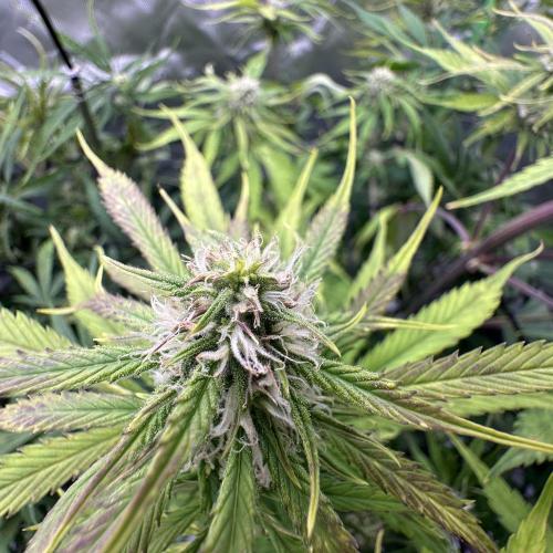 Second grow. Week 8