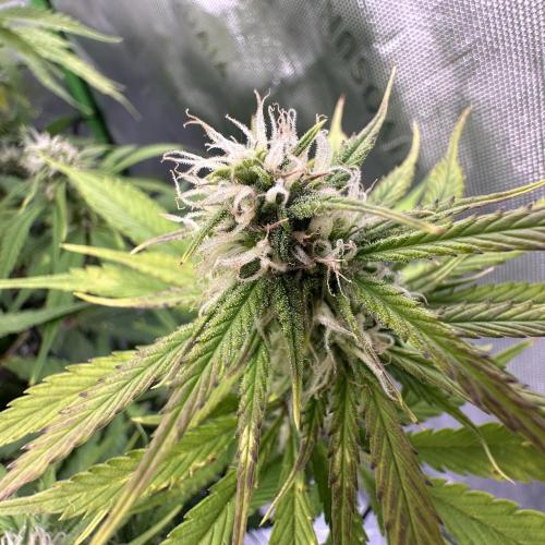 Second grow. Week 8