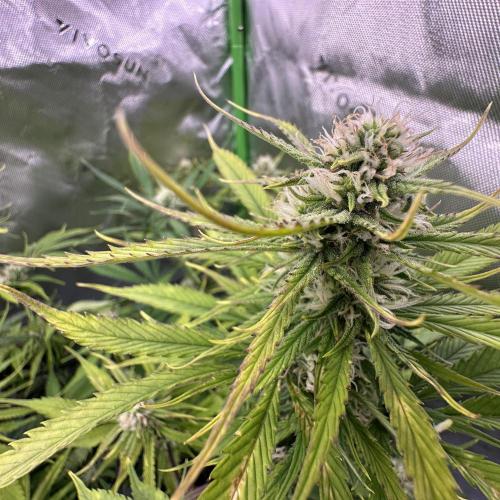 Second grow. Week 8