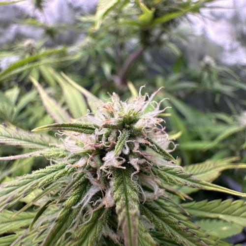 Second grow. Week 8