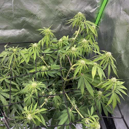 Second grow. Week 7