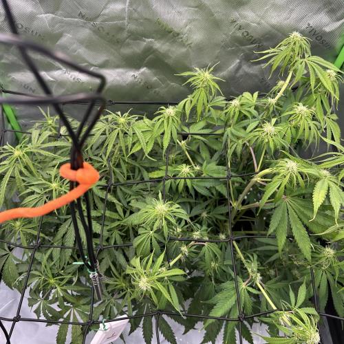 Second grow. Week 7