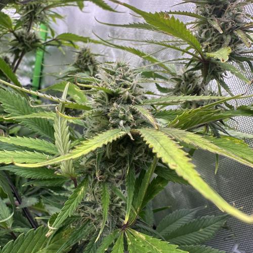 Second grow. Week 9