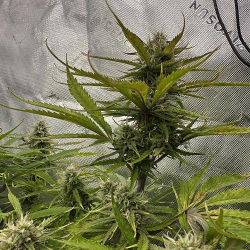 Second grow. Week 9