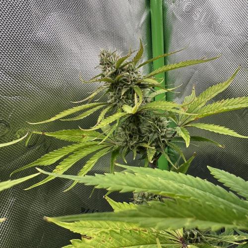 Second grow. Week 9
