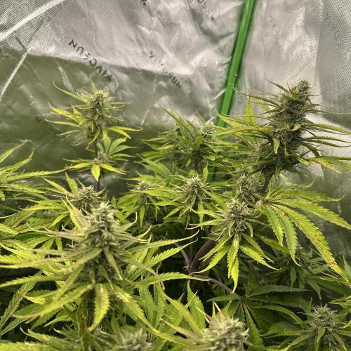 Second grow. Week 9