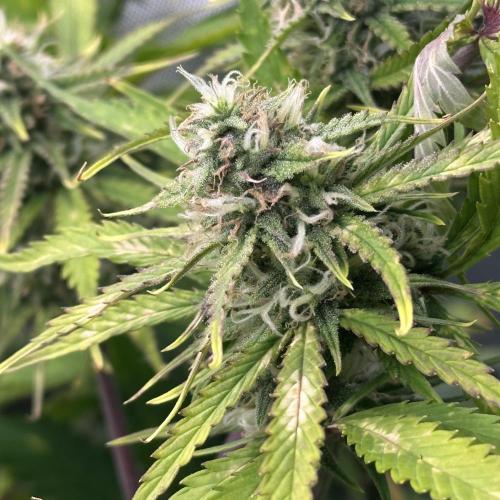 Second grow. Week 9
