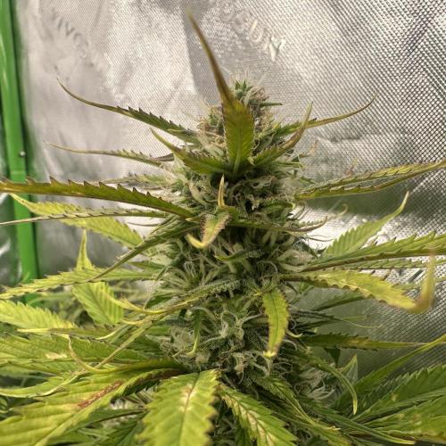 Second grow. Week 9