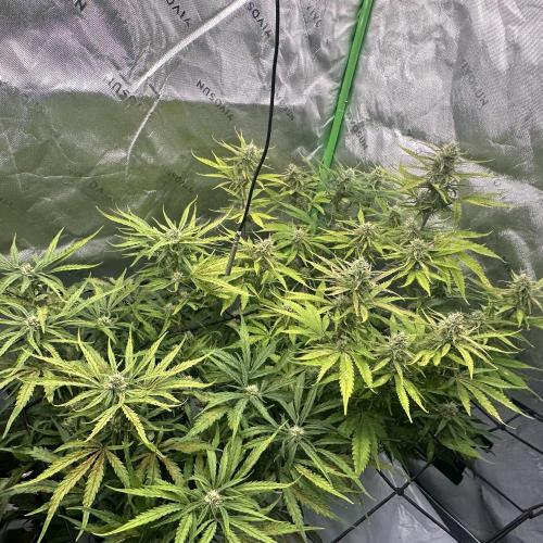 Second grow. Week 9
