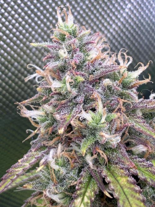 Second grow. Week 10