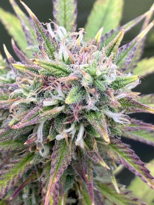 Second grow. Week 10