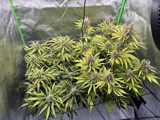 Second grow. Week 10