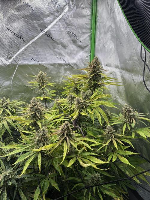 Second grow. Week 10