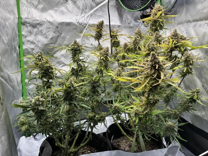 Second grow. Week 11