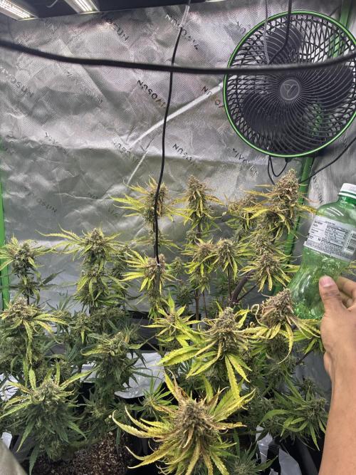 Second grow. Week 11