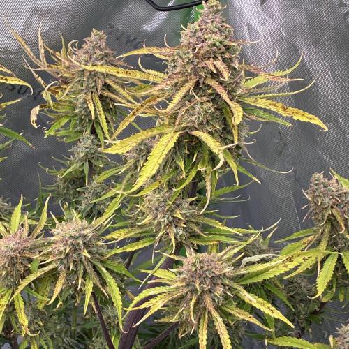 Second grow. Week 11