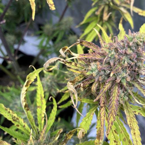 Second grow. Week 11